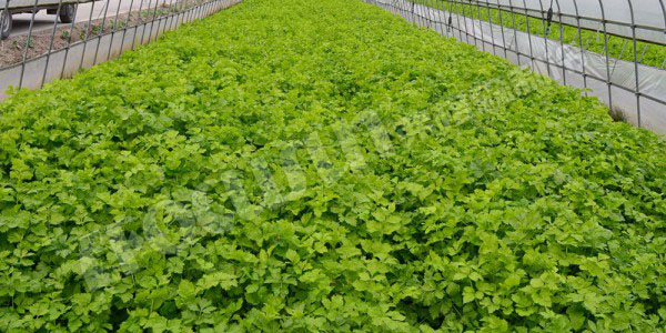 vacuum pre-cooling machine--China-2